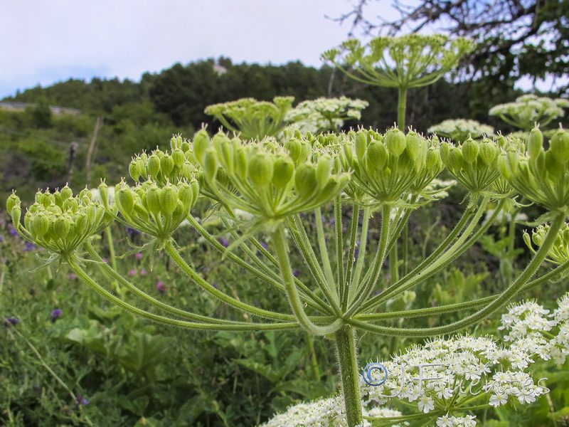 Heracleum sphondylium sphondylium.04