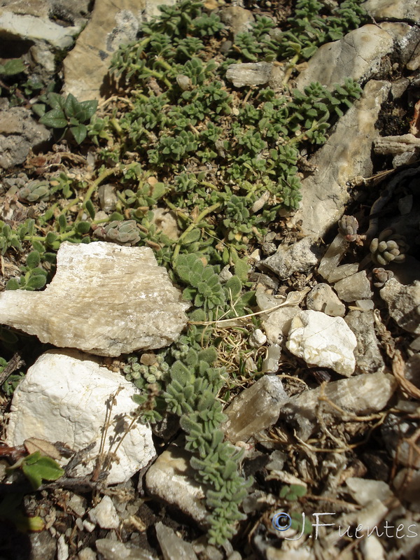 Herniaria baetica.01