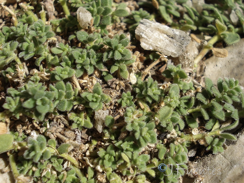 Herniaria baetica.02