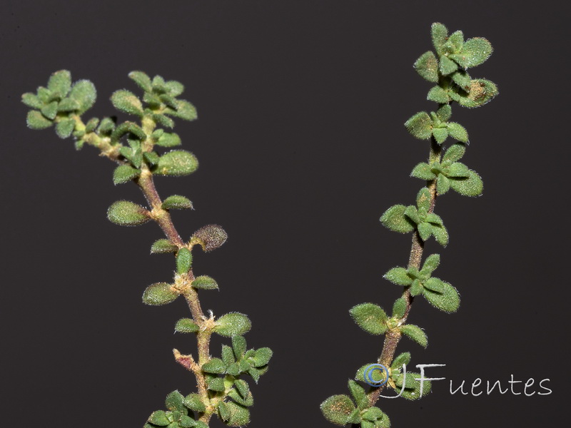 Herniaria baetica.07