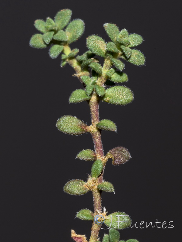 Herniaria baetica.09