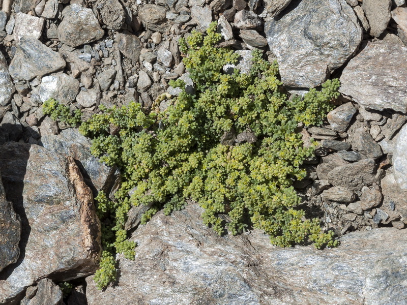 Herniaria boissieri boissieri.01