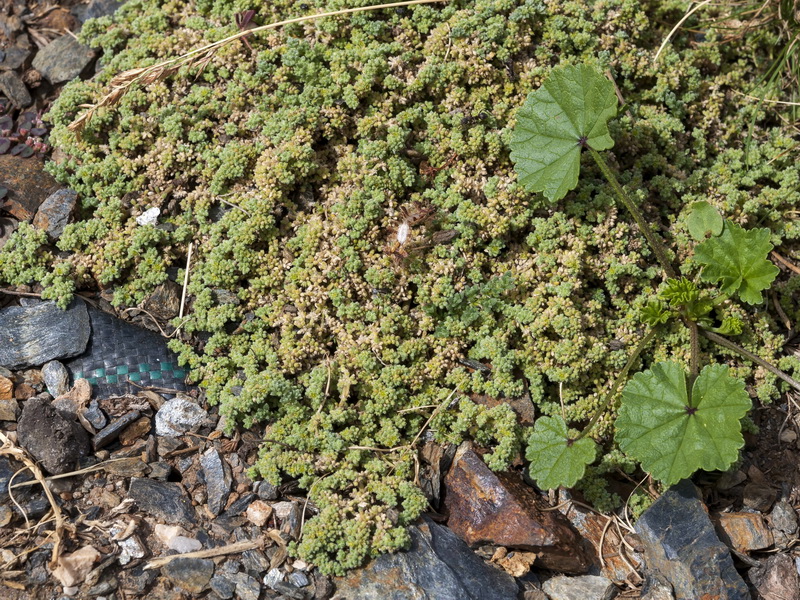 Herniaria boissieri boissieri.02