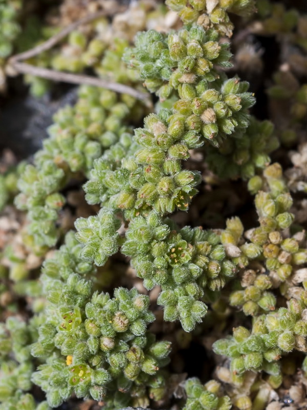 Herniaria boissieri boissieri.03