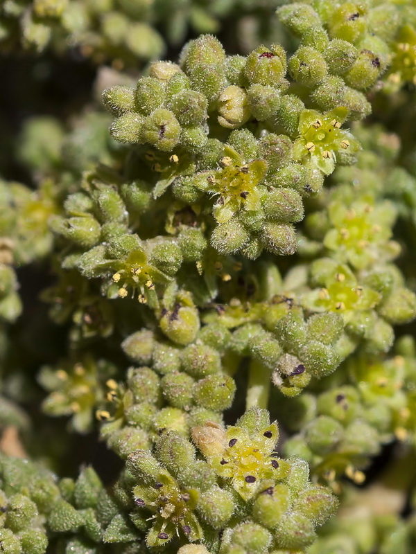 Herniaria boissieri boissieri.05