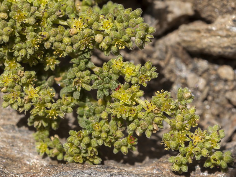 Herniaria boissieri boissieri.09