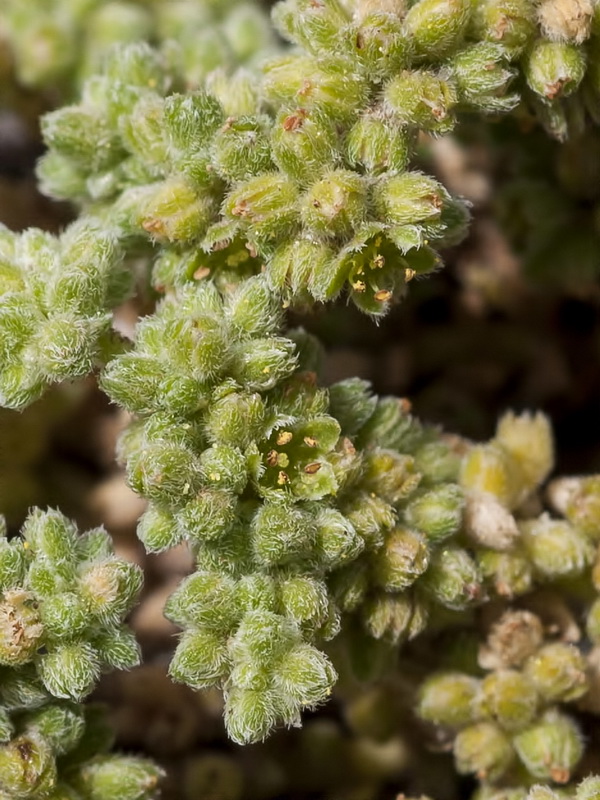 Herniaria boissieri boissieri.10