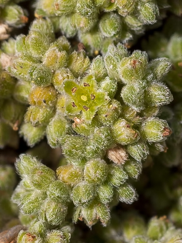 Herniaria boissieri boissieri.12