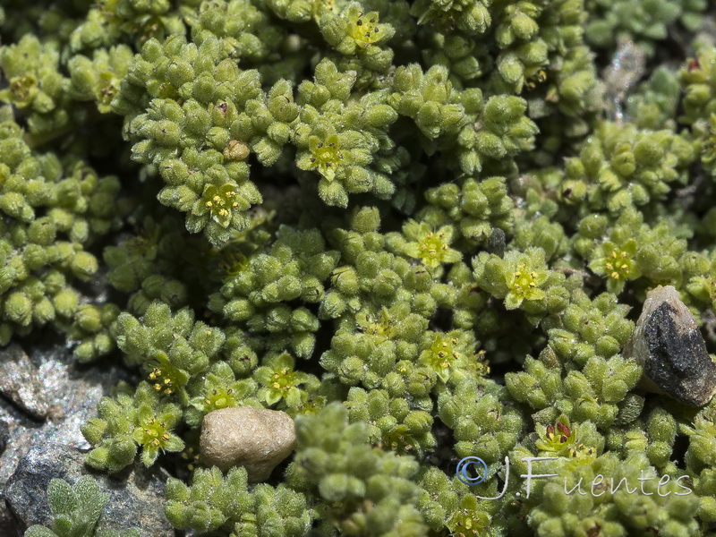 Herniaria boissieri boissieri.14