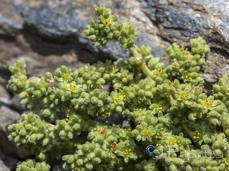 Herniaria boissieri boissieri.15
