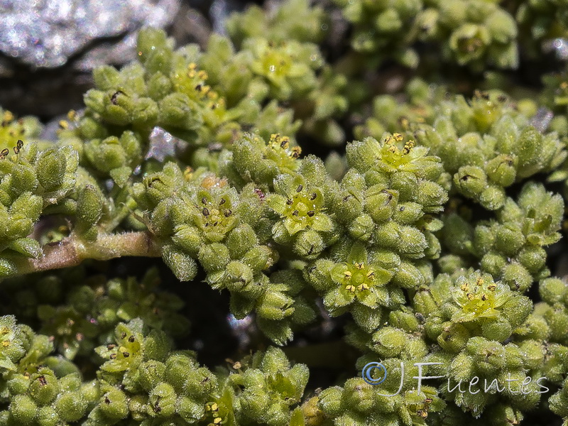 Herniaria boissieri boissieri.16