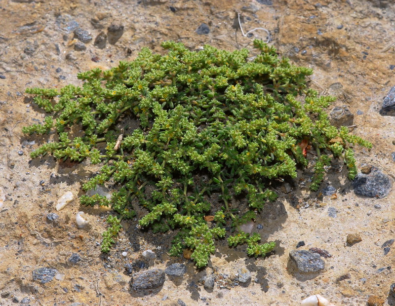 Herniaria fontanesii almeriana.01