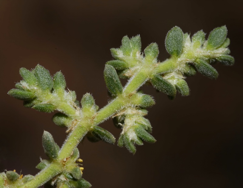 Herniaria fontanesii almeriana.04