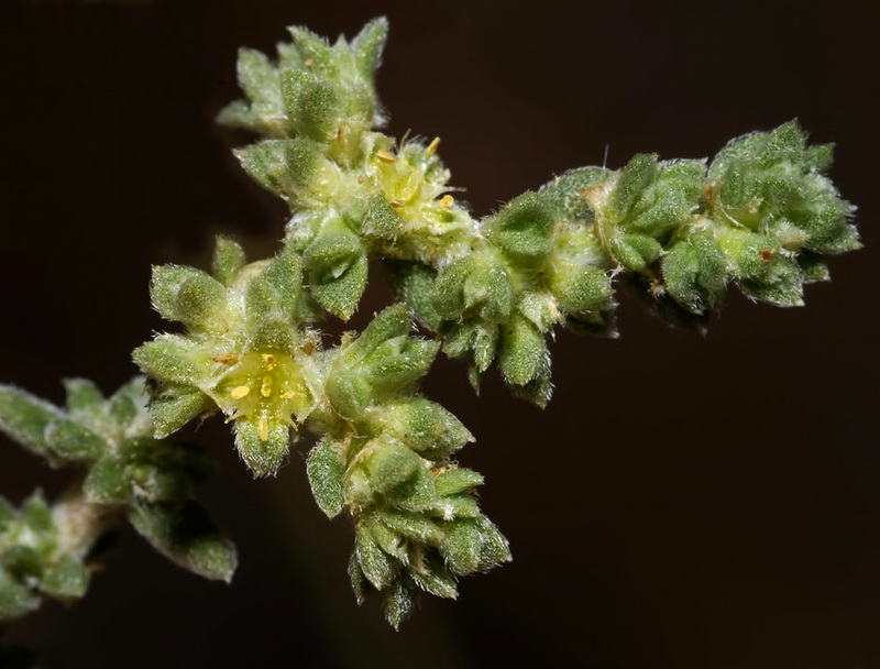 Herniaria fontanesii almeriana.05