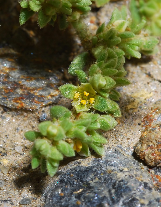 Herniaria fontanesii almeriana.06