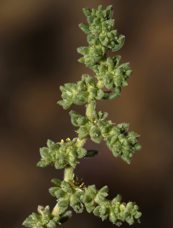 Herniaria fontanesii almeriana.07