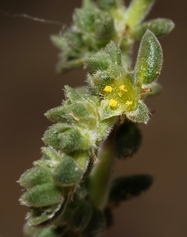 Herniaria fontanesii almeriana.08