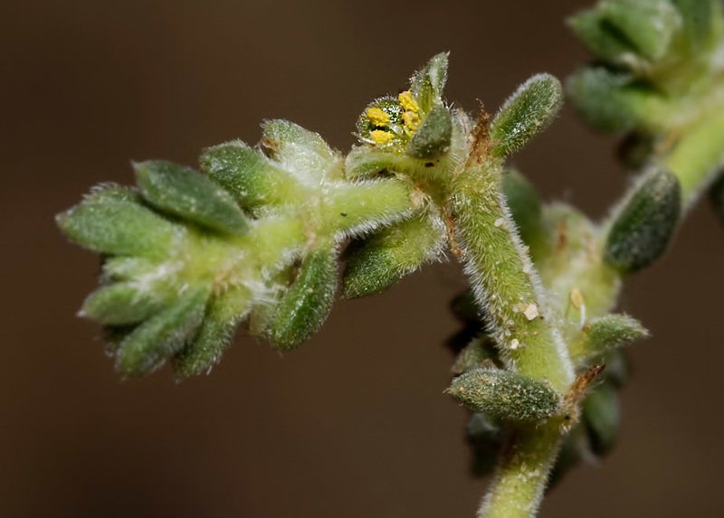 Herniaria fontanesii almeriana.09