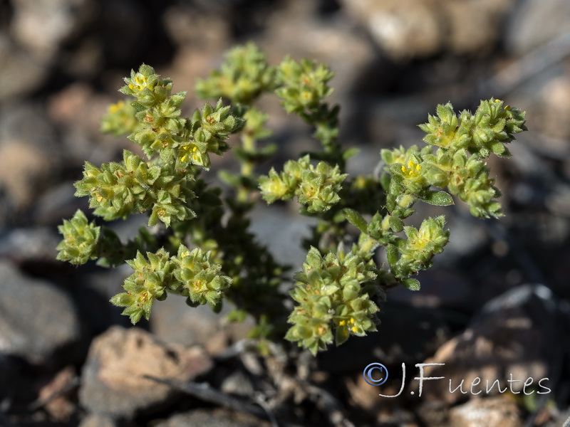 Herniaria fontanesii almeriana.18