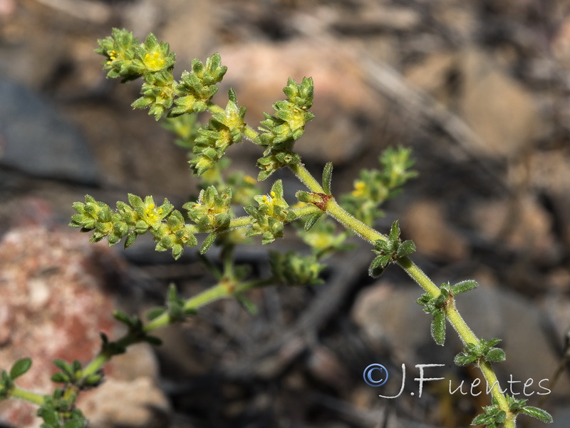 Herniaria fontanesii almeriana.20