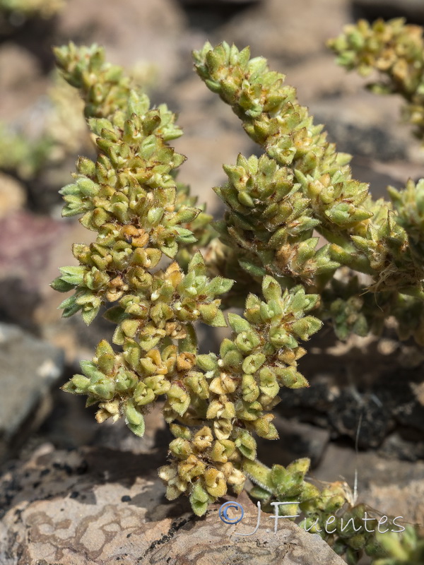 Herniaria fontanesii almeriana.24