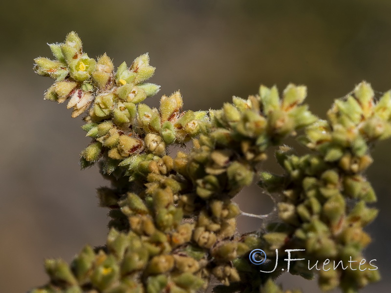 Herniaria fontanesii almeriana.25