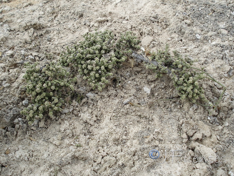 Herniaria fruticosa.16