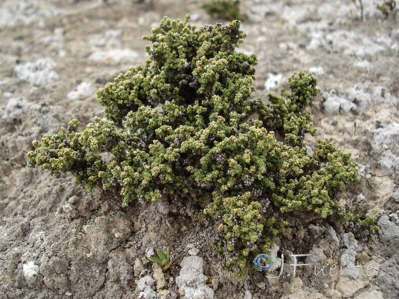 Herniaria fruticosa.21