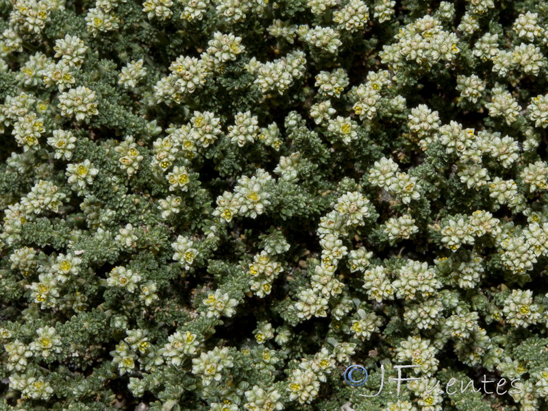 Herniaria fruticosa.03