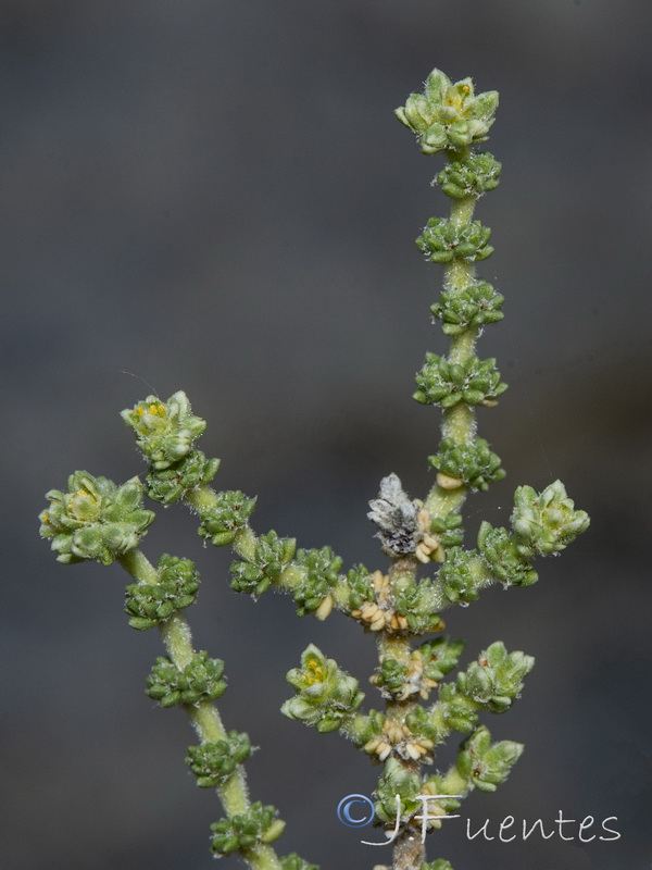 Herniaria fruticosa.32