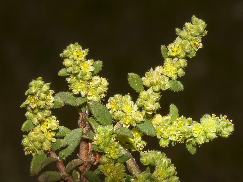 Herniaria hirsuta hirsuta.13