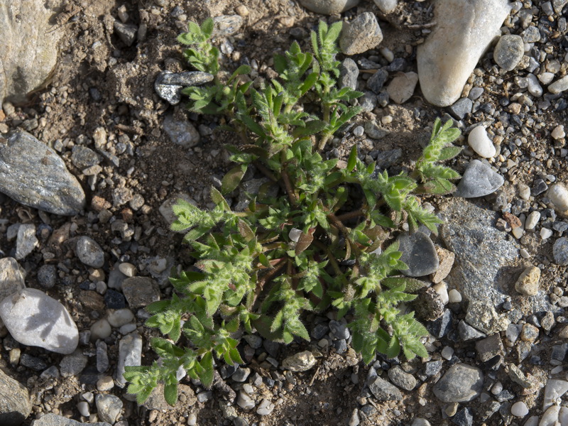Herniaria hirsuta hirsuta.14