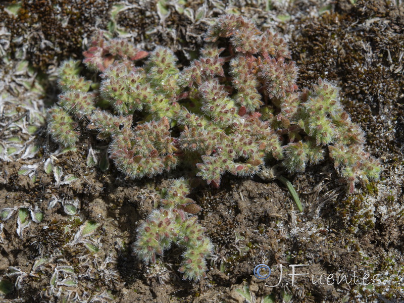 Herniaria lusitanica lusitanica.01