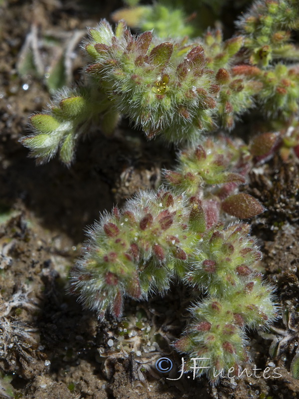 Herniaria lusitanica lusitanica.02