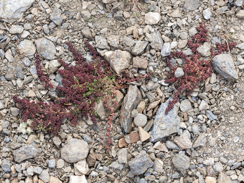 Herniaria scabrida.01