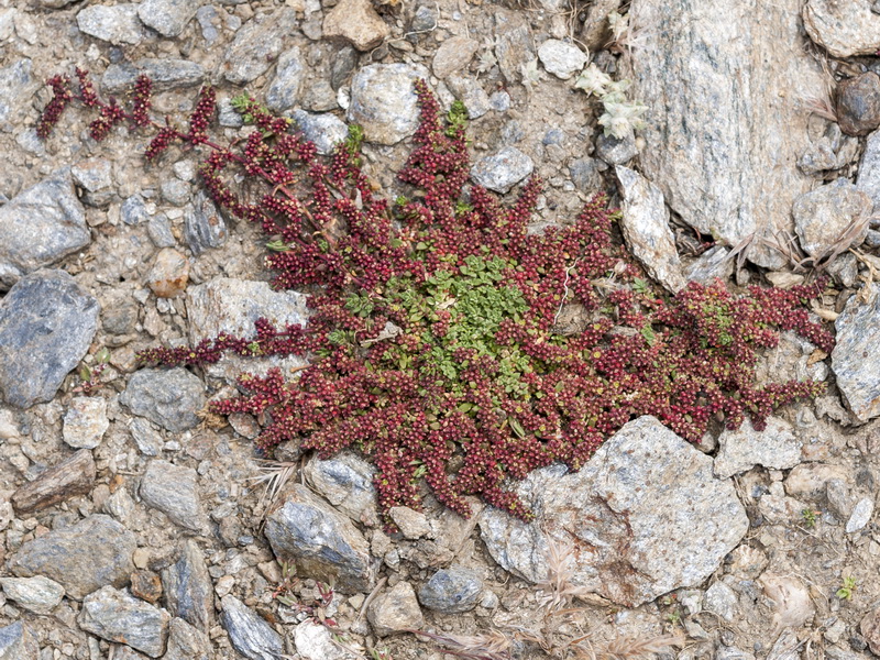 Herniaria scabrida.02