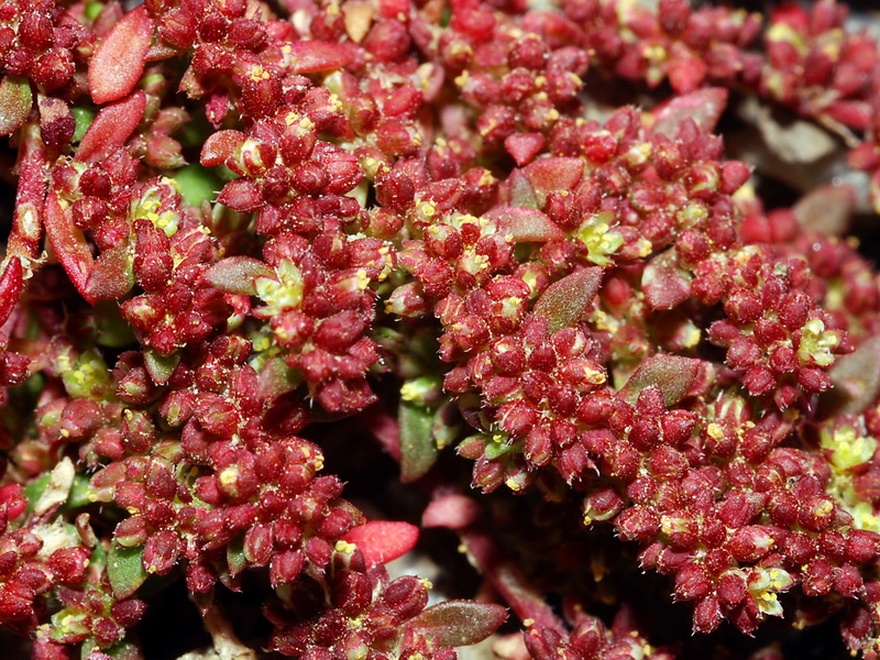 Herniaria scabrida.04