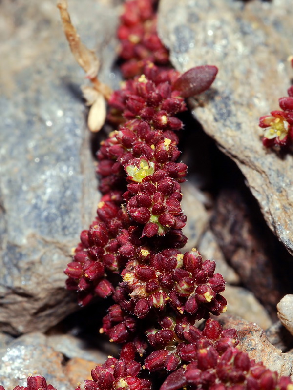 Herniaria scabrida.06