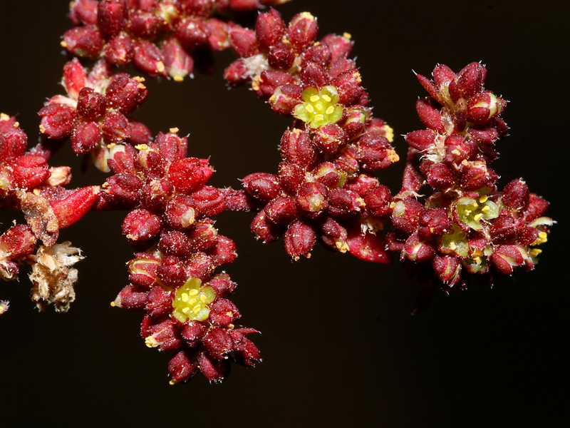 Herniaria scabrida.09