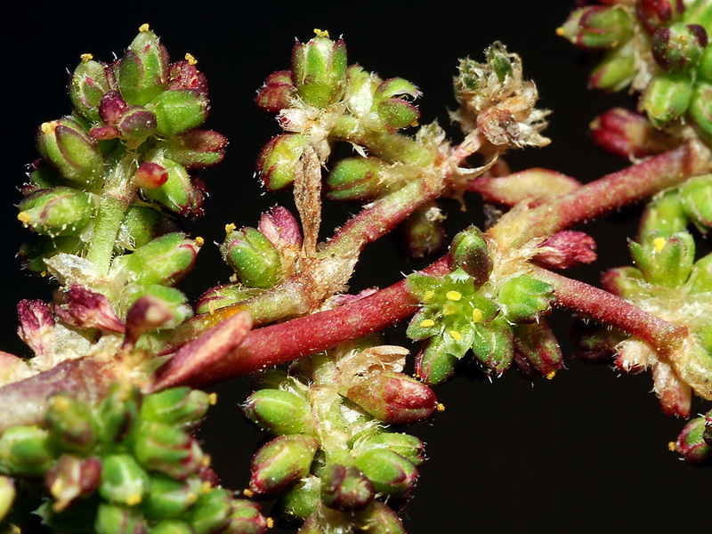 Herniaria scabrida.11