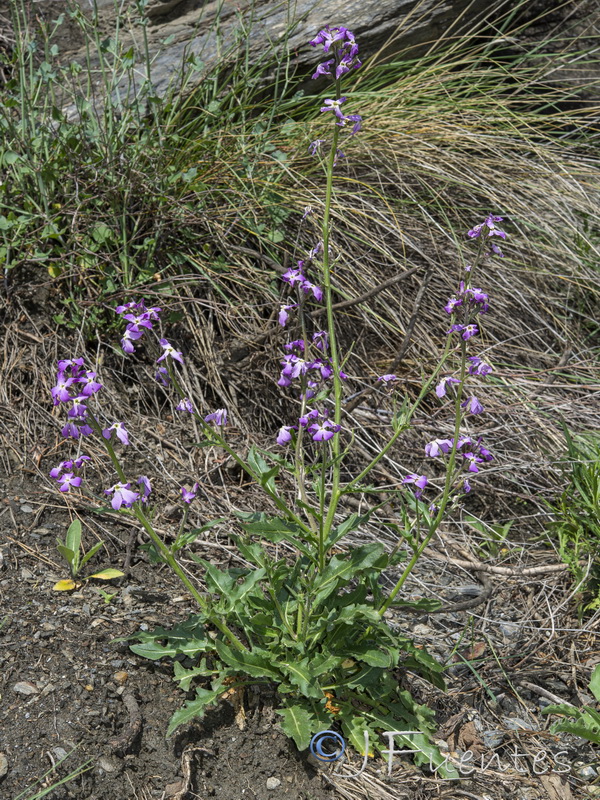 Hesperis laciniata.05