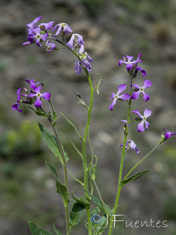 Hesperis laciniata.06