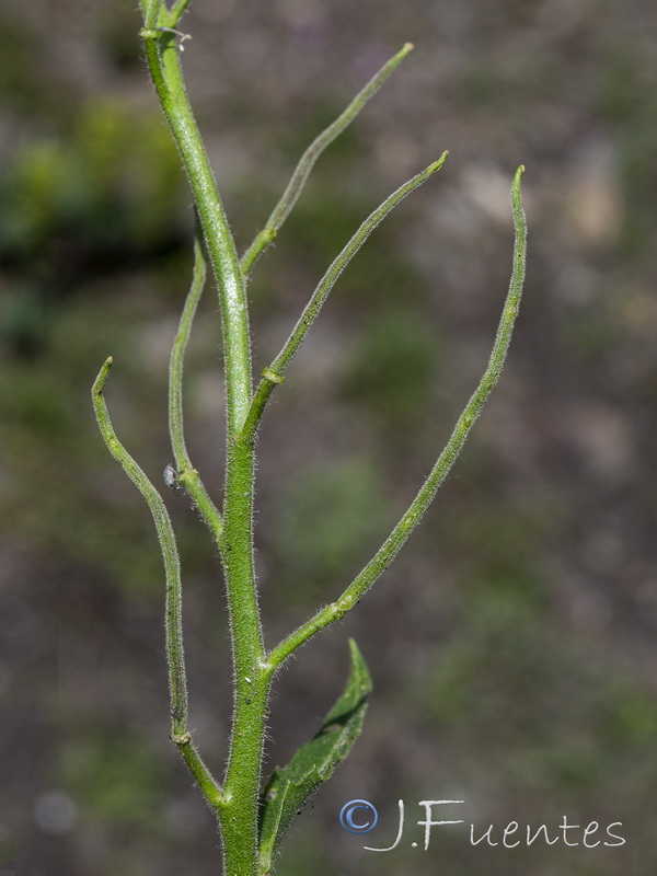 Hesperis laciniata.07