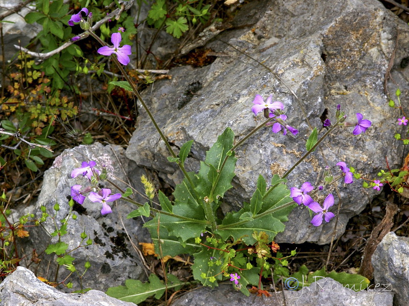 Hesperis laciniata.08