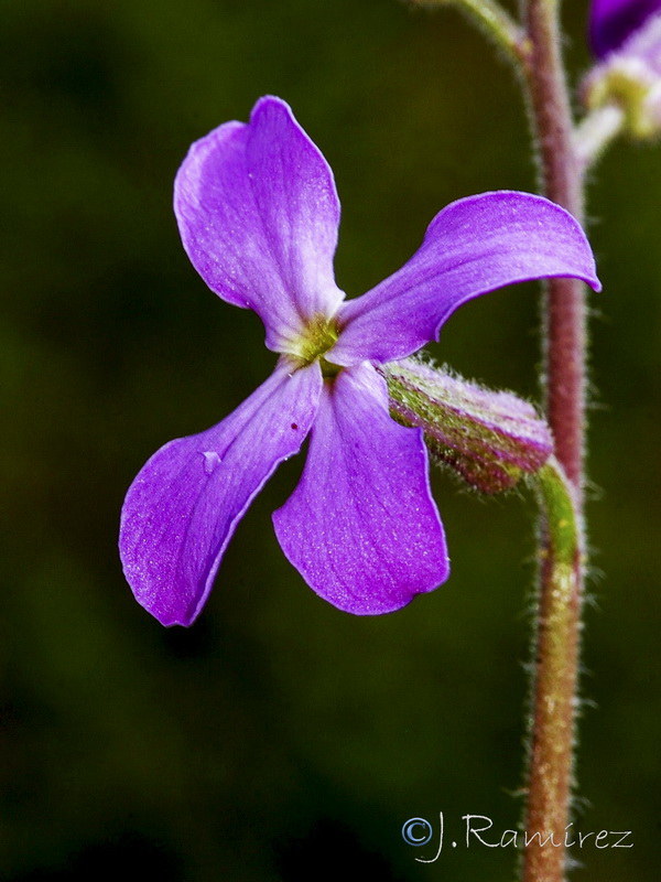 Hesperis laciniata.09