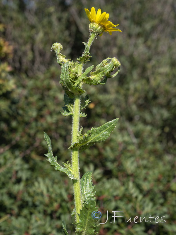 Heteranthemis viscidehirta.18