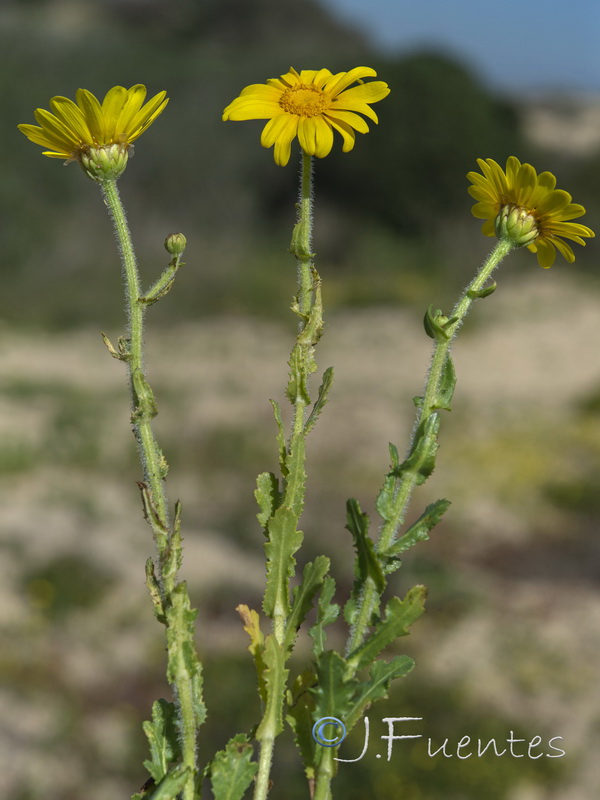 Heteranthemis viscidehirta.20