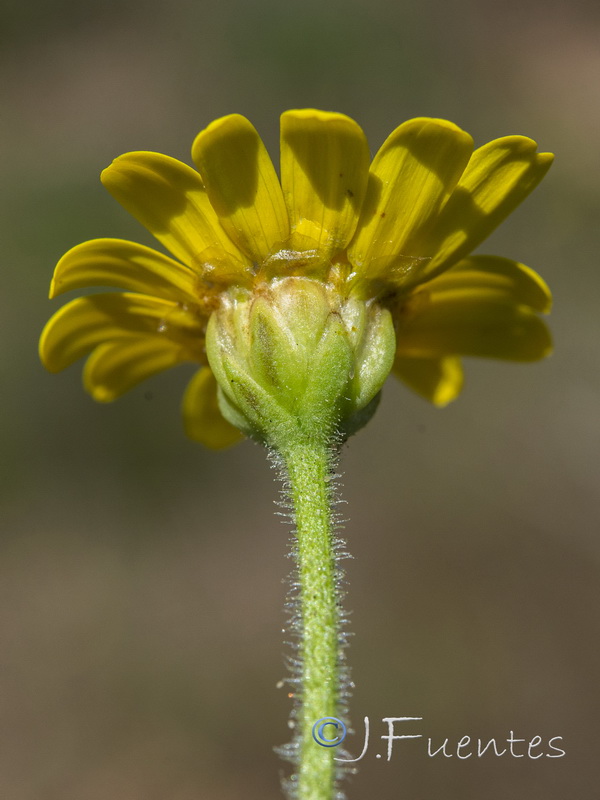 Heteranthemis viscidehirta.22