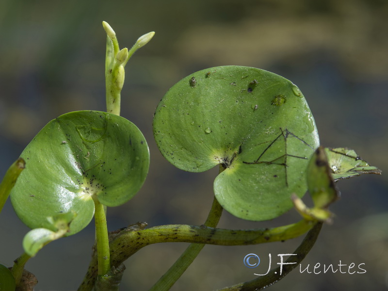 Heteranthera reniformis.01