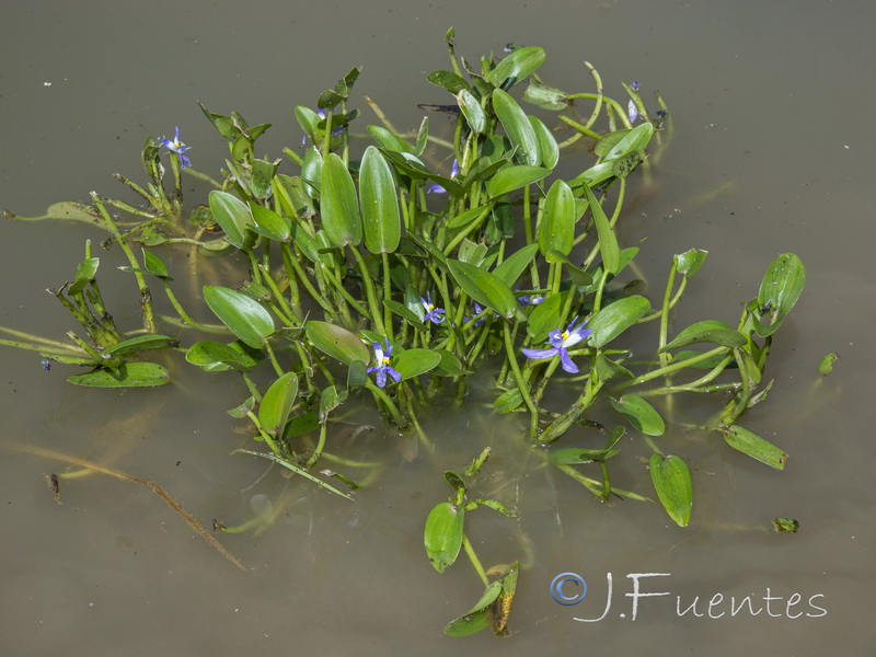 Heteranthera rotundifolia.02